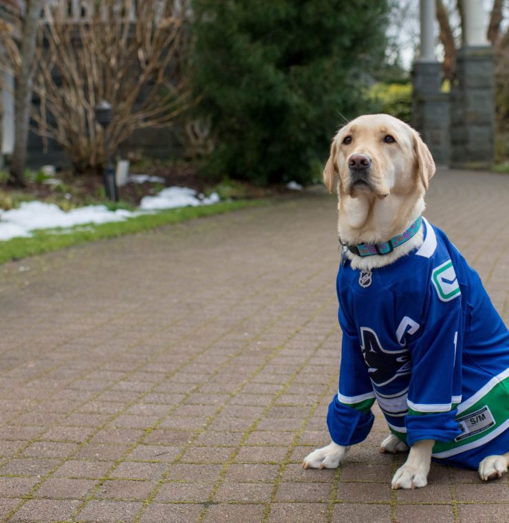 canucks dog jersey