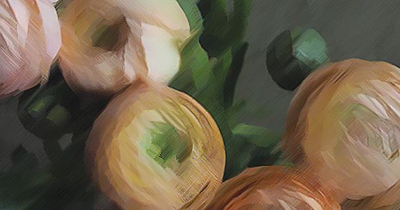 painting of ranunculus flowers on dark background