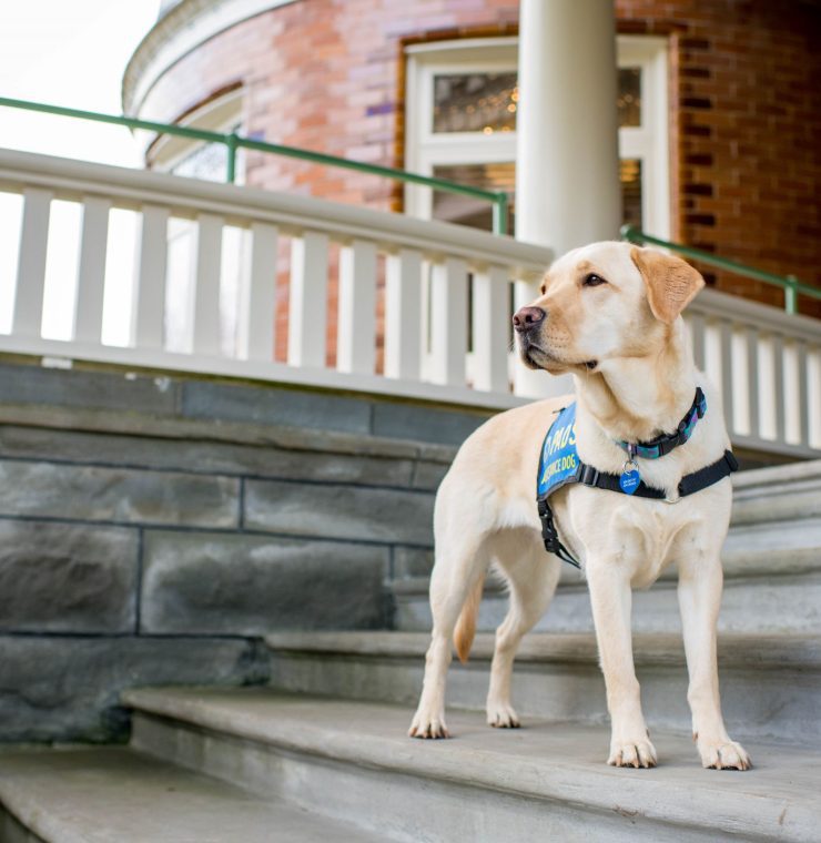 canuck place therapy dog