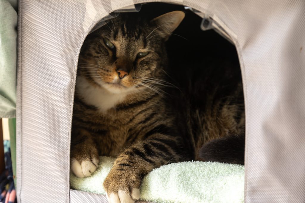 Cat in heated hut in Canuck Place