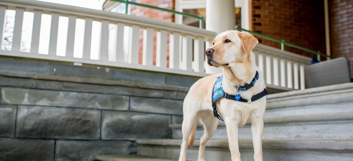 A picture of Canuck Place therapy dog, Gaia, who is a pale yellow Labrador Retriever, standing confidently on stone steps. She is wearing a blue service vest labeled 'PADS Assistance Dog,' and looking off into the distance with a focused gaze. The background features the corner of the Canuck Place Vancouver hospice, a stately brick building with white railings.