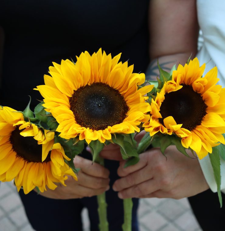 canuck place sunflower fundraiser