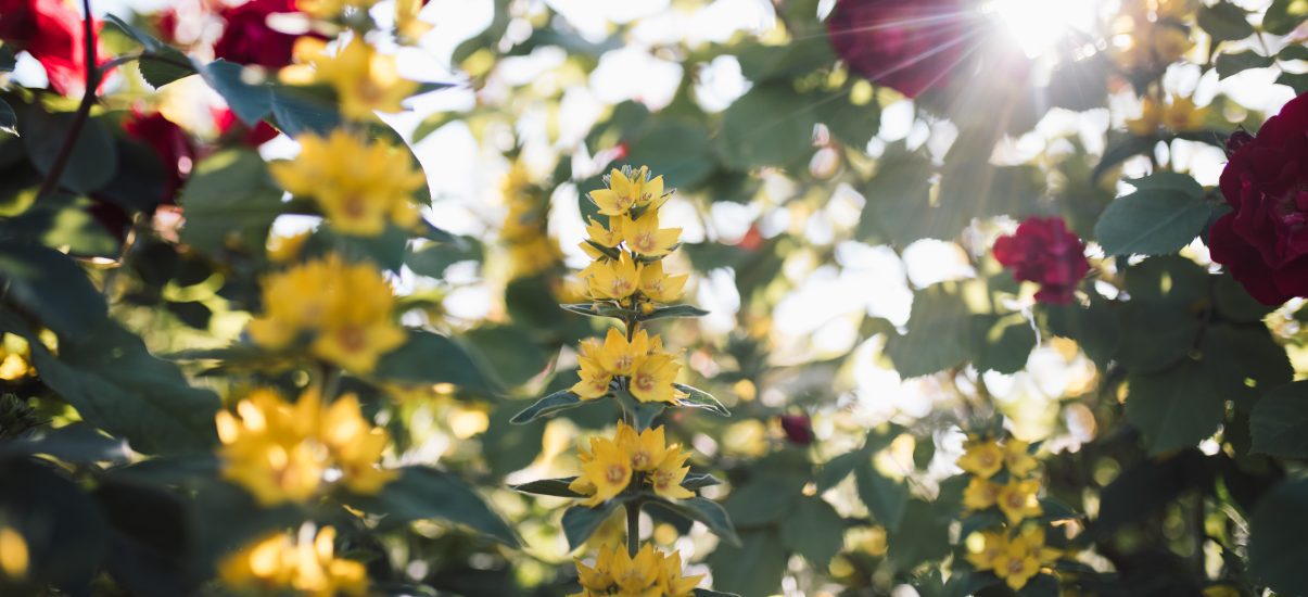 flowers in the Canuck Place garden