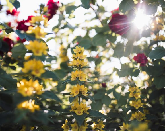 flowers in the Canuck Place garden