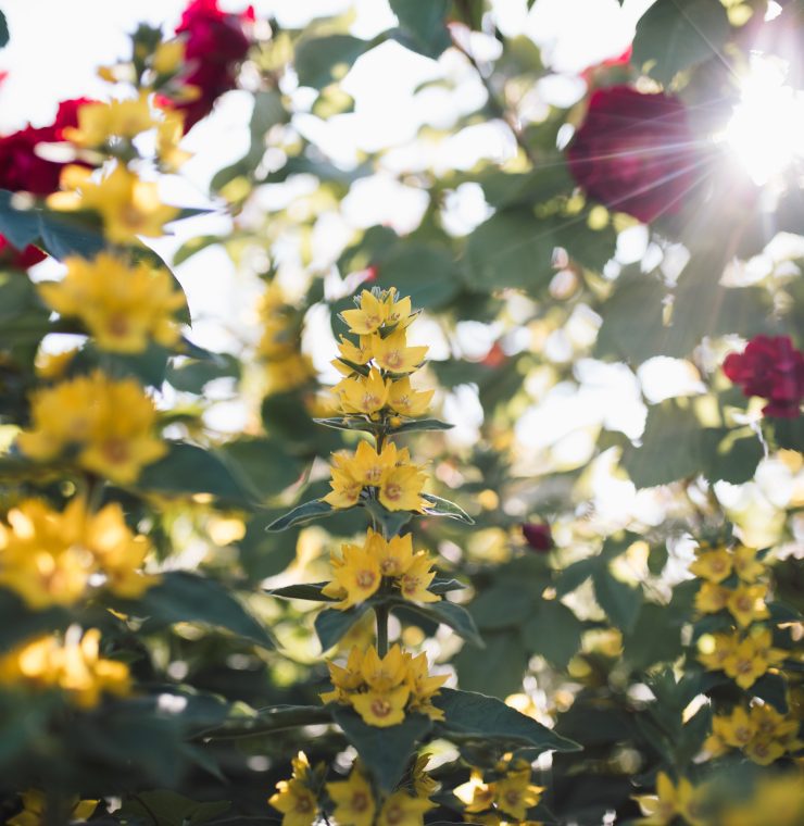 flowers in the Canuck Place garden
